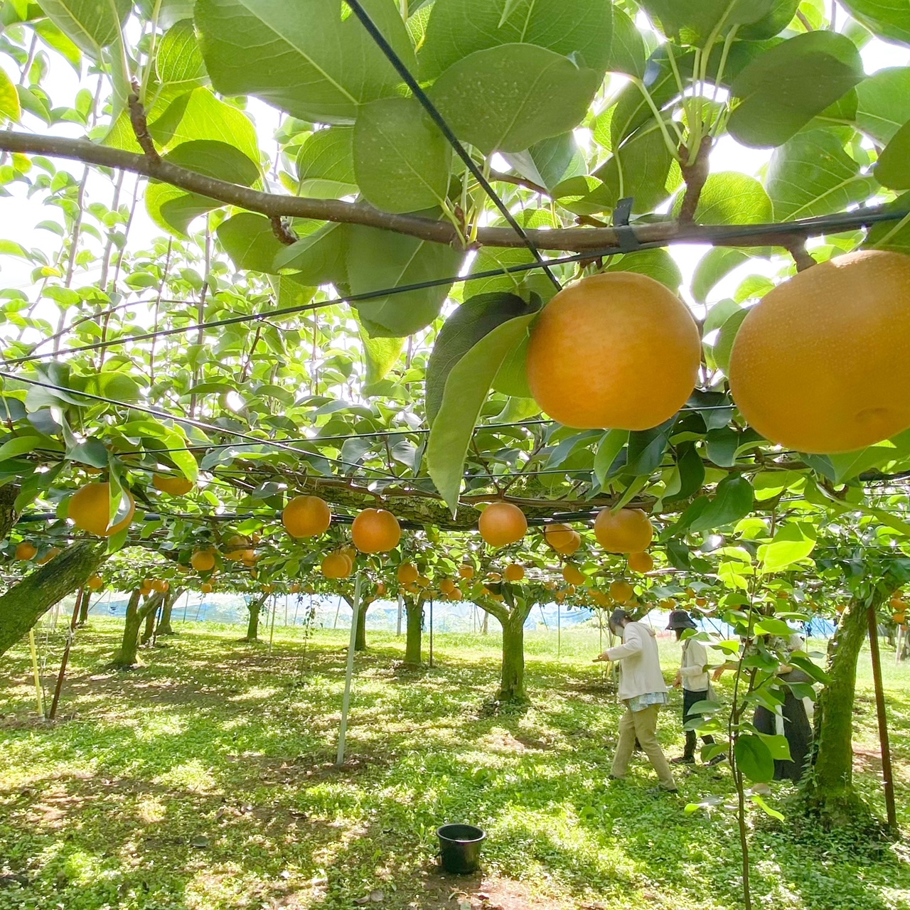 社員旅行★茨城バスツアー